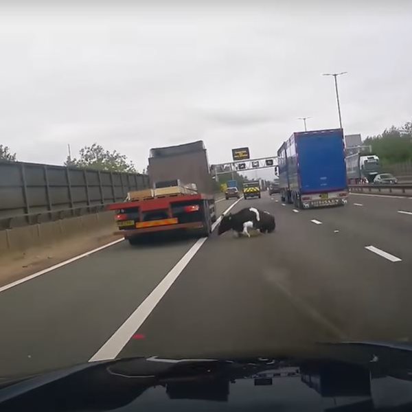 Σοκαριστικό βίντεο: Η στιγμή που φορτηγό "αδειάζει" αγελάδα σε αυτοκινητόδρομο ταχείας κυκλοφορίας