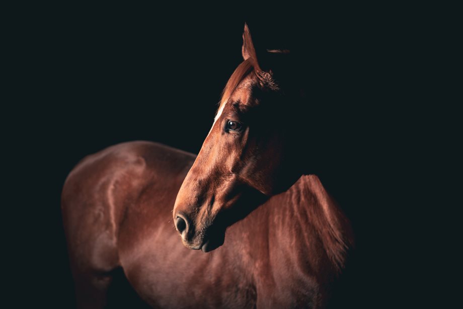 Νεκρό άλογο στα Χανιά: Έμεινε δεμένο στον ήλιο και χωρίς νερό - Συνελήφθη 26χρονος