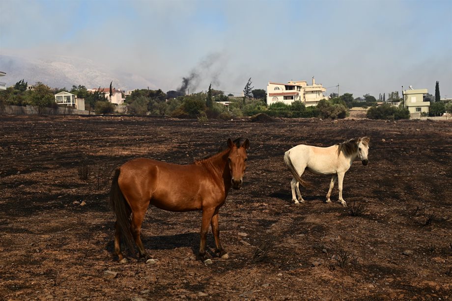 "Αυτή τη στιγμή θέλω να πεθάνω": Η ανάρτηση της υπεύθυνης του καταφυγίου ζώων που κάηκε στο Λαγονήσι
