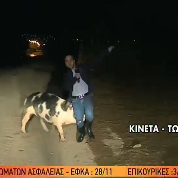 Απίστευτο σκηνικό on air: Γουρούνι κυνηγούσε τον ρεπόρτερ του Γιώργου Παπαδάκη