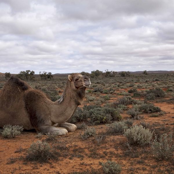 Χάος στην Αυστραλία: Θανατώνουν 10.000 καμήλες γιατί πίνουν πολύ νερό