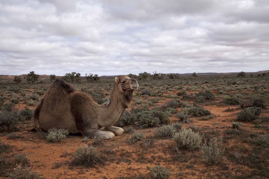 Χάος στην Αυστραλία: Θανατώνουν 10.000 καμήλες γιατί πίνουν πολύ νερό