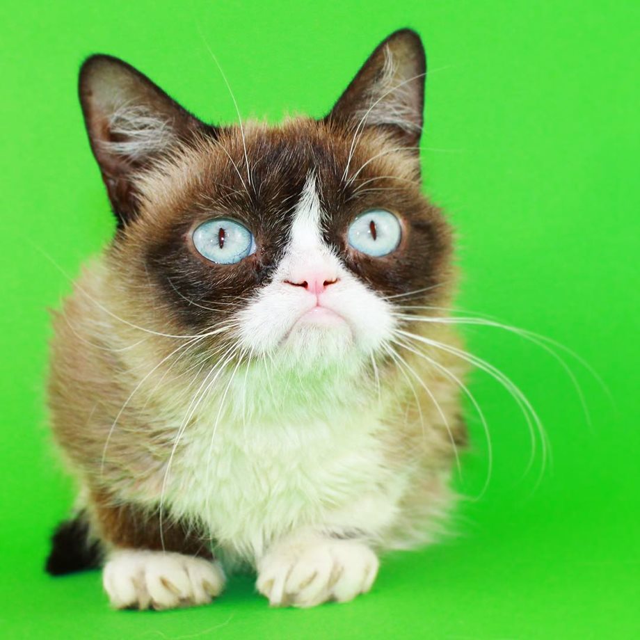 Πέθανε η Grumpy Cat, η πιο διάσημη γάτα του Ίντερνετ