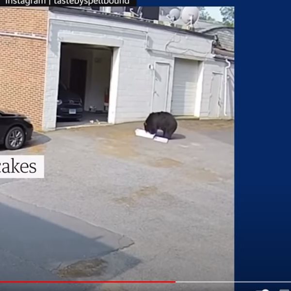Viral βίντεο: Αρκούδα εισέβαλε σε φούρνο & έφαγε 60 cupcakes
