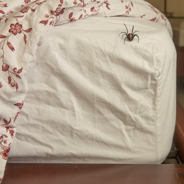 Δραστική και φυσική καταπολέμηση για τις αράχνες στο σπίτι με υλικά της κουζίνας σου 