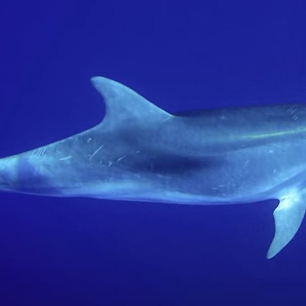Κορινθιακός: Εντοπίστηκε σπάνιο δελφίνι με "χέρι" που μοιάζει "ανθρώπινο" (Βίντεο)