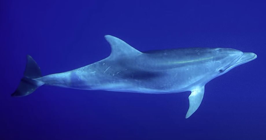 Κορινθιακός: Εντοπίστηκε σπάνιο δελφίνι με "χέρι" που μοιάζει "ανθρώπινο" (Βίντεο)