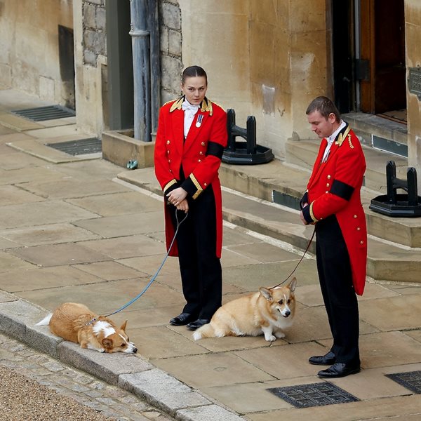 Κηδεία βασίλισσας Ελισάβετ: Τα αγαπημένα της σκυλιά την περίμεναν στο Κάστρο του Γουίνσδορ