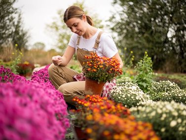 Τα 6 χρωματιστά λουλούδια που επιβιώνουν φθινόπωρο και χειμώνα και θα ομορφύνουν τον κήπο και το μπαλκόνι σας