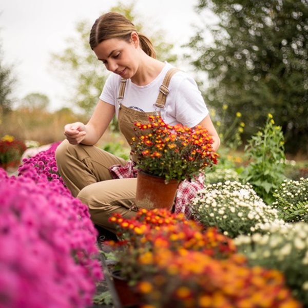 Τα 6 χρωματιστά λουλούδια που επιβιώνουν φθινόπωρο και χειμώνα και θα ομορφύνουν τον κήπο και το μπαλκόνι σας