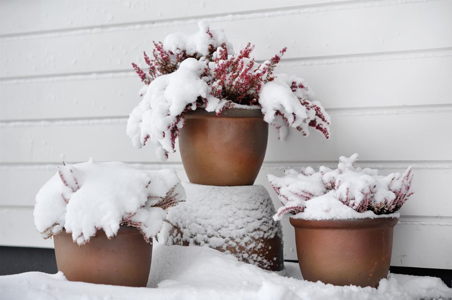 5 τρόποι για να προστατεύσετε τα φυτά και τα λουλούδια σας από το κρύο και το χιόνι