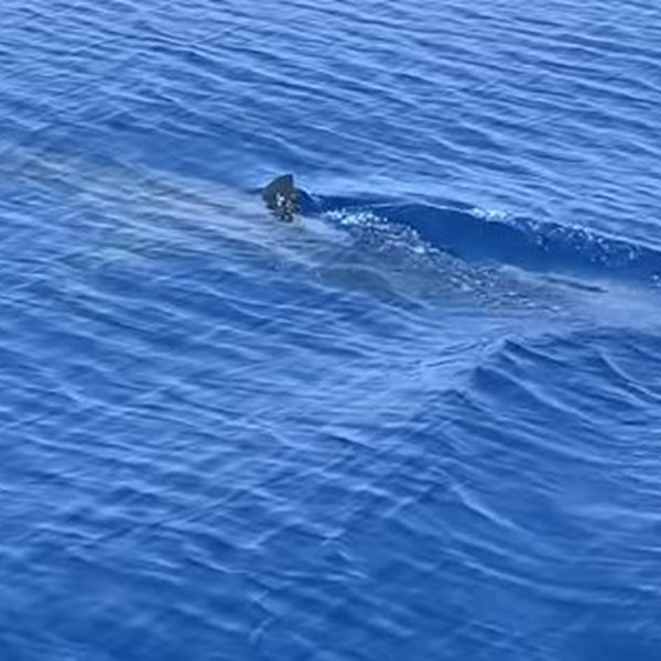 Καρχαρίας εμφανίστηκε στη Ζάκυνθο! Δείτε τον να κολυμπά μπροστά σε σκάφος λίγο έξω από το λιμάνι
