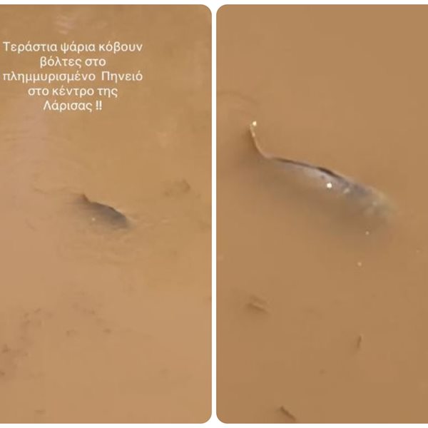 Τεράστια ψάρια “κόβουν βόλτες” στους πλημμυρισμένους δρόμους της Λάρισας (Βίντεο)