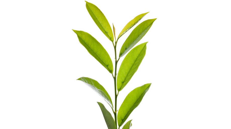 Πράσινο τσάι: Βοηθάει στην καταπολέμηση της κυτταρίτιδας;