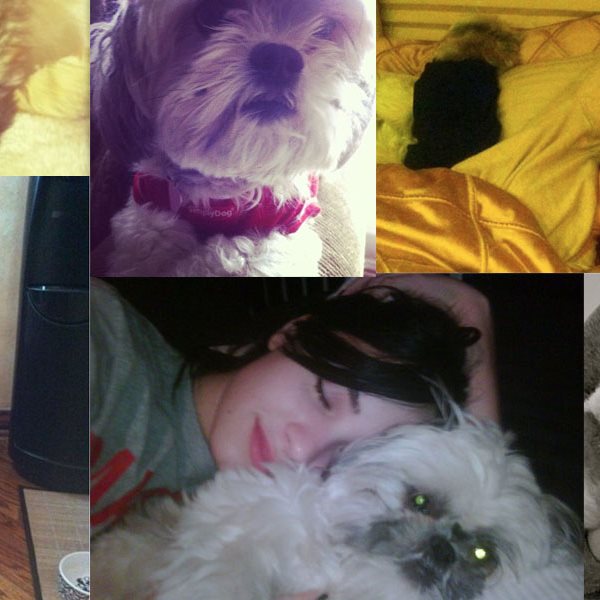Demi Lovato: Το σκυλάκι είναι συνέχεια μαζί της