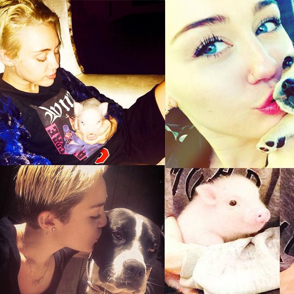 Miley Cyrus: Εκτός από σκυλάκια έχει κι ένα... γουρουνάκι!