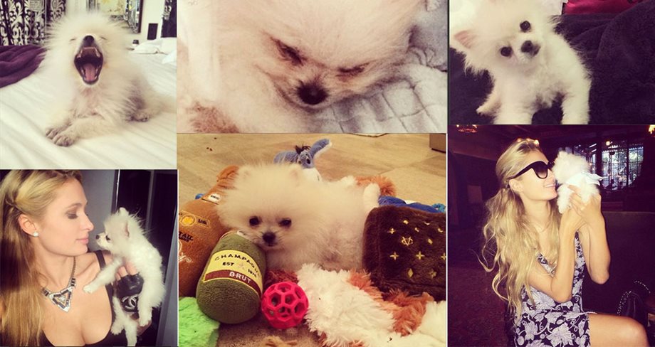 Paris Hilton: Πουθενά χωρίς το μικροσκοπικό σκυλάκι της