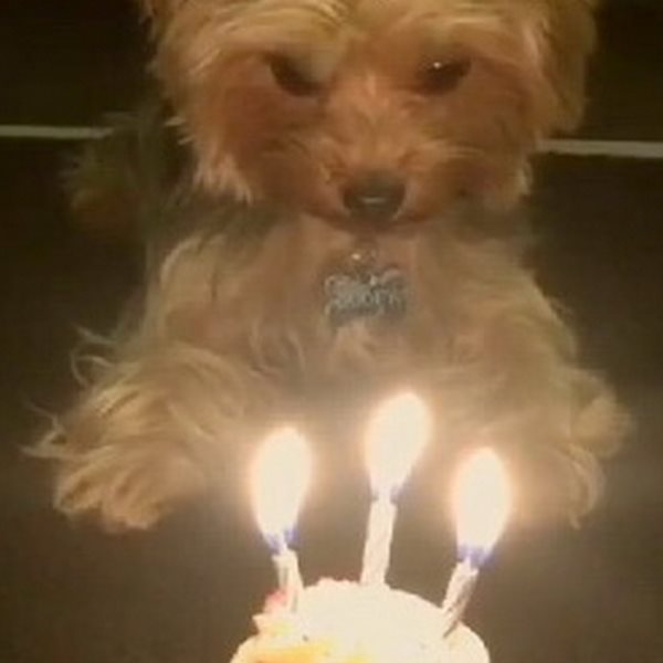 Το είδαμε κι αυτό! Η Ελληνίδα καλλονή έκανε γενέθλια στον... σκύλο της κι έχουμε το VIDEO!