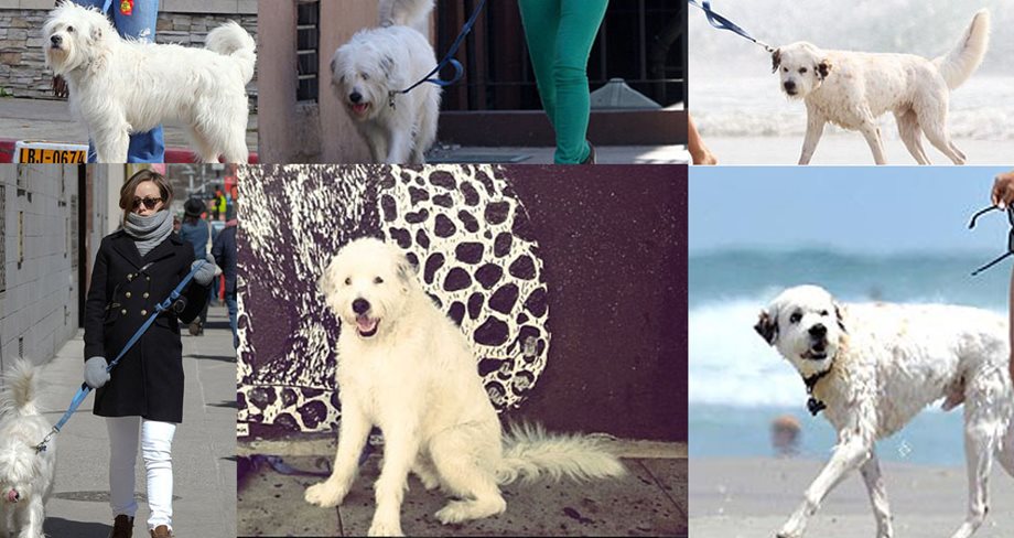Olivia Wilde: Έχει ένα πανέμορφο λευκό σκυλάκι