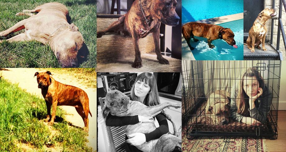 Jessica Biel: Γλυκές στιγμές με το σκυλάκι της