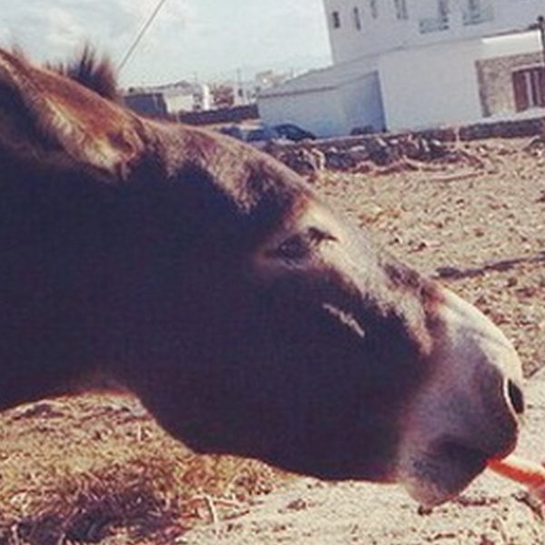 Η celebrity κάνει διακοπές στη Μύκονο και... ταΐζει καρότα έναν γάιδαρο