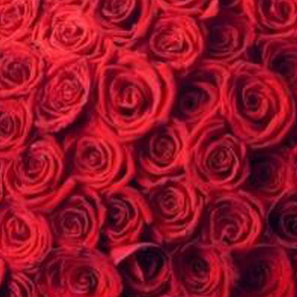 Σε ποια ελληνίδα τραγουδίστρια έστειλαν 2.000 κατακόκκινα τριαντάφυλλα; (Video)
