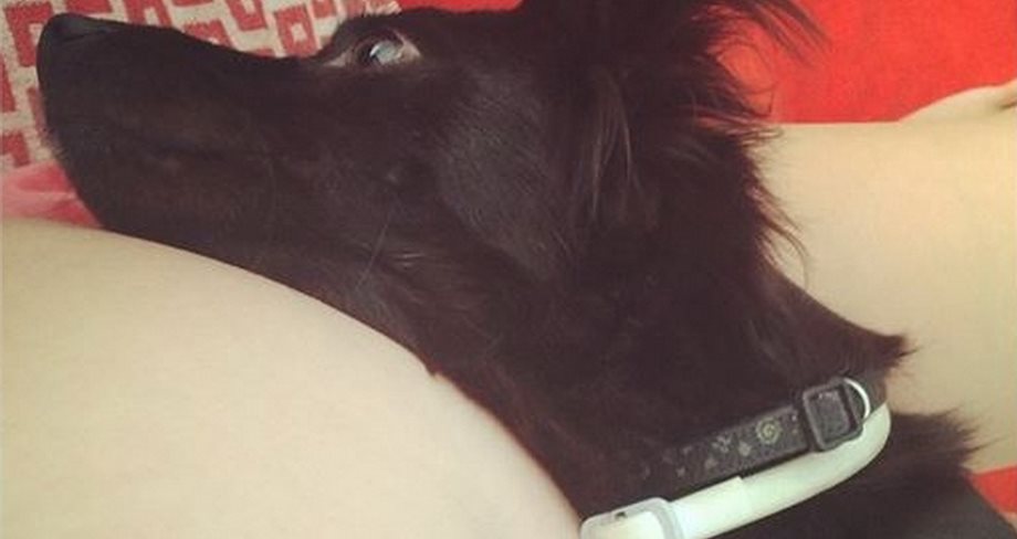 Το σκυλάκι της εγκυμονούσας Ελληνίδας ηθοποιού ξαπλώνει πάνω στη φουσκωμένη της κοιλίτσα