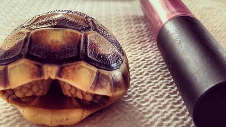 Η Σταματίνα Τσιμτσιλή βρήκε μια χελώνα δίπλα από το lip gloss της!