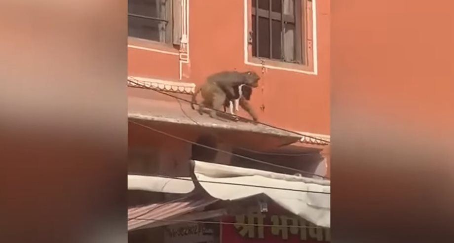 H στιγμή που μαϊμού "απαγάγει" έναν σκύλο! Viral το βίντεο στο διαδίκτυο