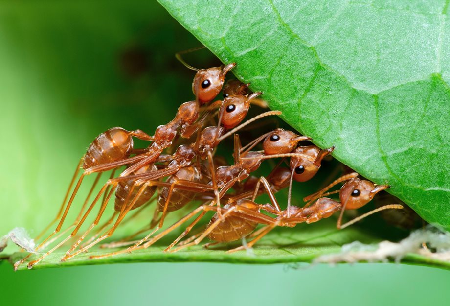Επικό σκηνικό: Μυρμήγκια έκαναν... έρωτα και έκοψαν το ίντερνετ σε χωριό  