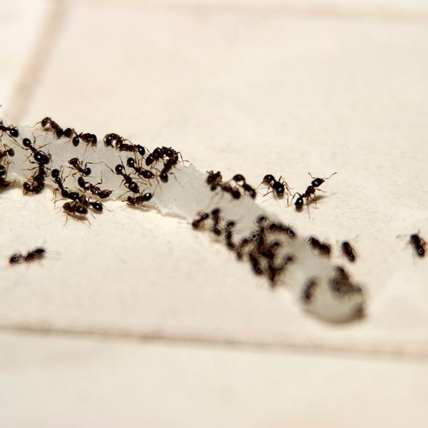 Πως να διώξεις τα μυρμήγκια από την κουζίνα, οι φυσικοί & αποτελεσματικοί τρόποι