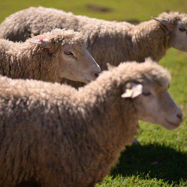 Απίστευτο: Πρόβατα έφαγαν 100 κιλά κάνναβη στη Μαγνησία!