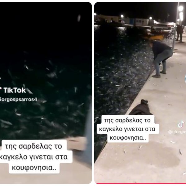 "Πανικός" από σαρδέλες στα Κουφονήσια: Ολόκληρα κοπάδια εμφανίστηκαν στο λιμάνι (Βίντεο)