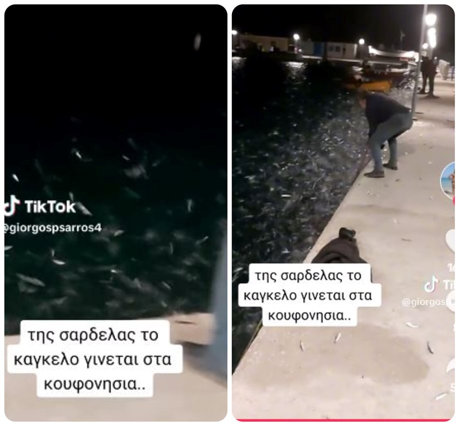 "Πανικός" από σαρδέλες στα Κουφονήσια: Ολόκληρα κοπάδια εμφανίστηκαν στο λιμάνι (Βίντεο)