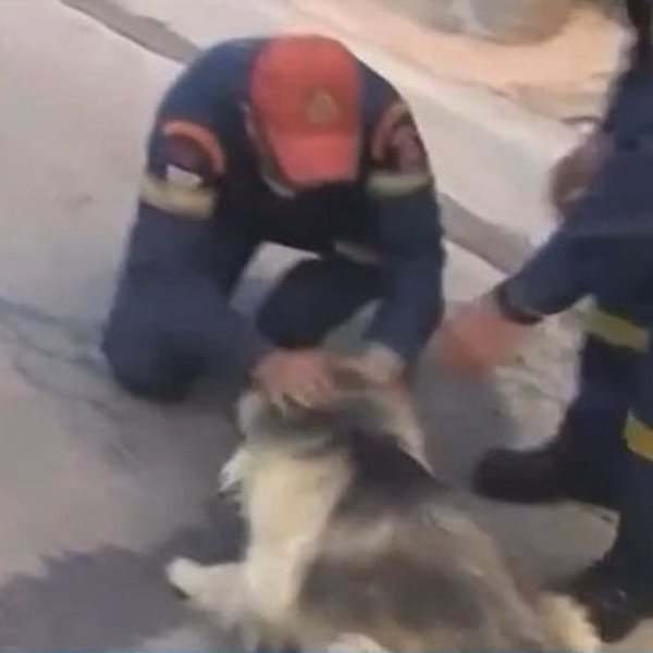 Φωτιά Κουβαράς: Η συγκινητική στιγμή που πυροσβέστες παρηγορούν φοβισμένο σκύλο και το σώζουν 