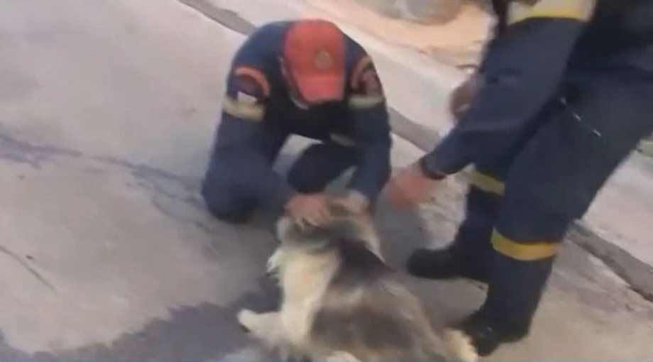 Φωτιά Κουβαράς: Η συγκινητική στιγμή που πυροσβέστες παρηγορούν φοβισμένο σκύλο και το σώζουν 