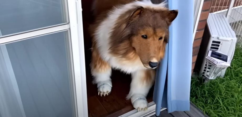 Ξόδεψε 14.000 ευρώ & έγινε από άνθρωπος... σκύλος! Σαρώνει o Ιάπωνας σε προβολές στο Youtube