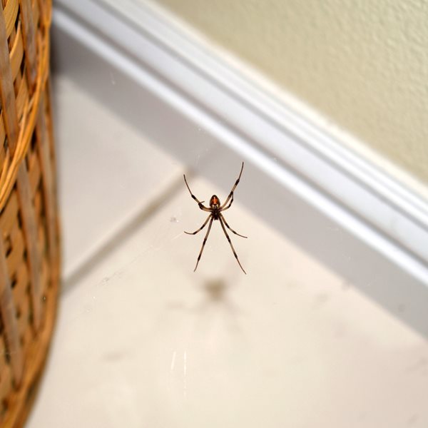 Τελικά, τι προσελκύει τις αράχνες στο σπίτι σου;