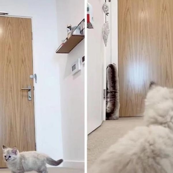 Άφησε το κινητό να γράφει τις αντιδράσεις της γάτας όταν έφυγε και το μετάνιωσε – Το βίντεο στο TikTok με τα 373.000 views