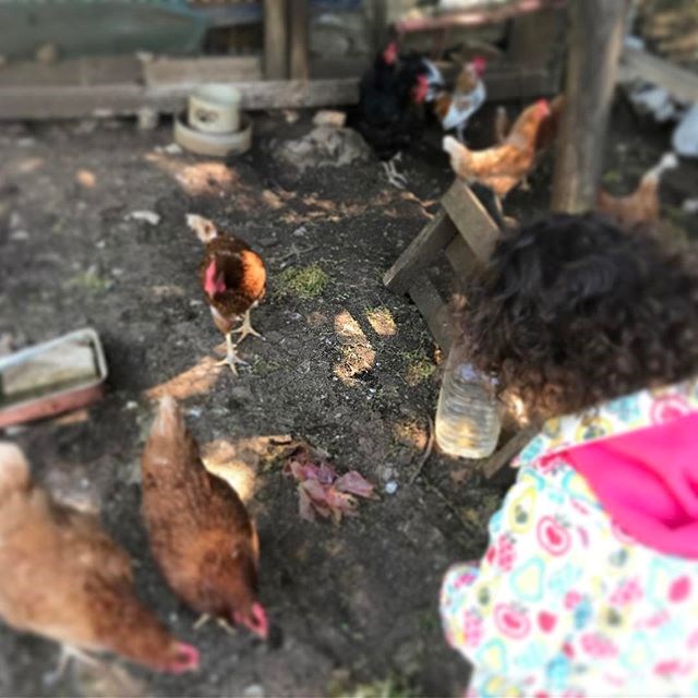Η κόρη της Ιωάννας Μπούκη ταίζει τις κότες