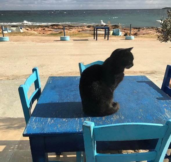 Παραλία με μια γάτα πάνω στο τραπέζι